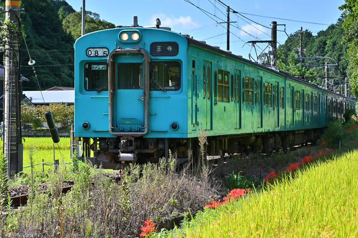 さようなら和歌山線105系 奈良の彼岸花 2019 ／ ニコン NIKKOR Z 85mm